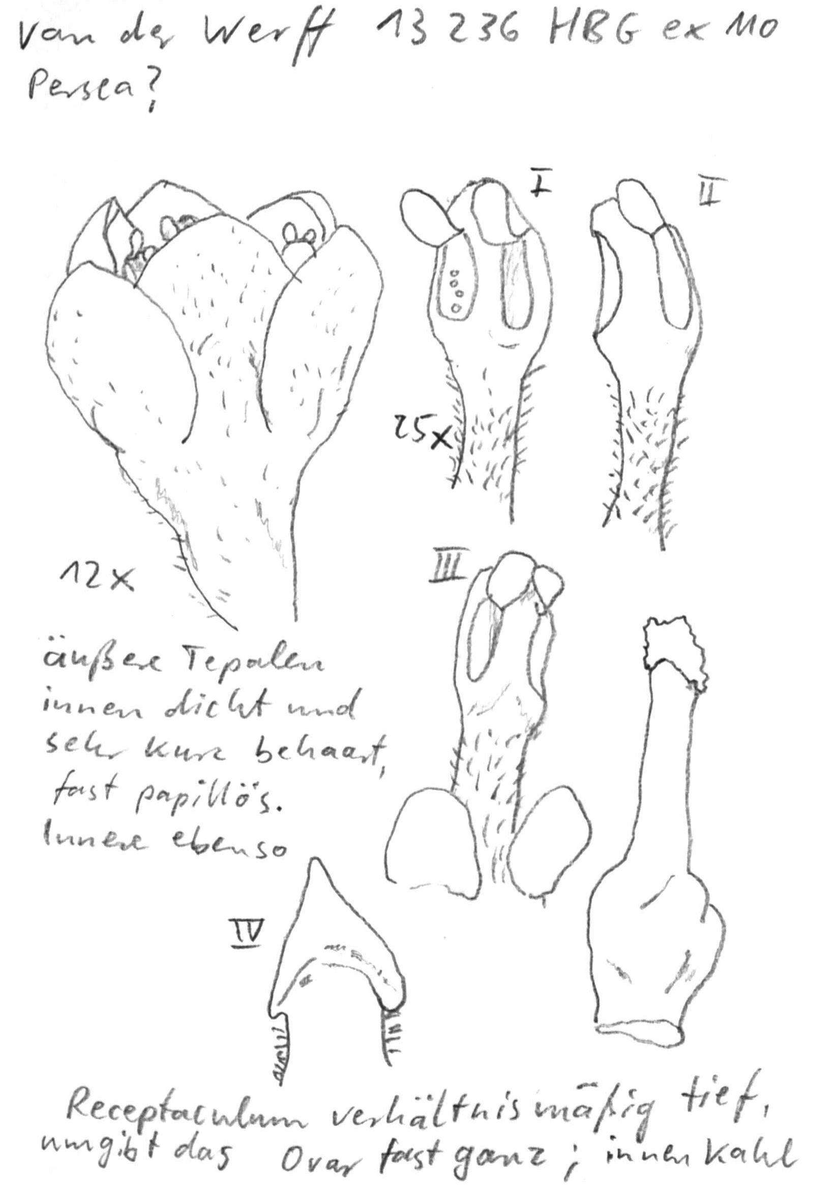 Vorschaubild Persea spec., van der Werff 13236